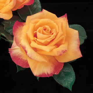 Our Choice Jumbo Hybrid Tea Rose