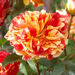 Our Choice Jumbo Shrub Rose