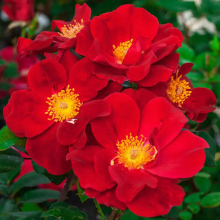 Our Choice Jumbo Shrub Rose