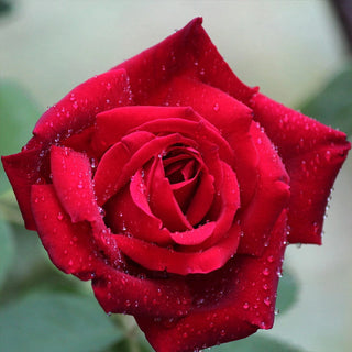 Chrysler Imperial Hybrid Tea Rose