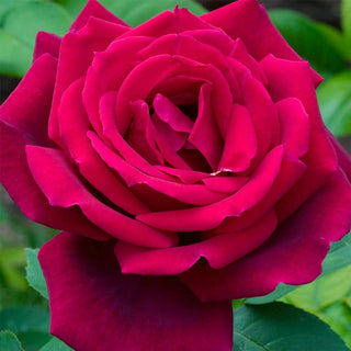 Chrysler Imperial Hybrid Tea Rose