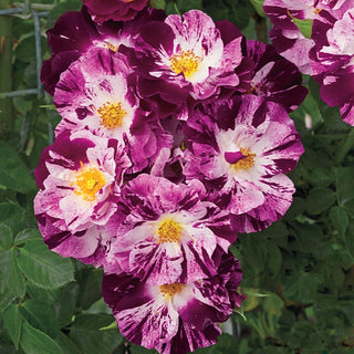 Purple Splash™ Climbing Rose