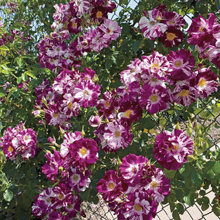 Purple Splash™ Climbing Rose