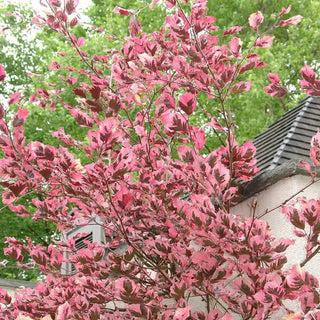 Tricolor European Beech