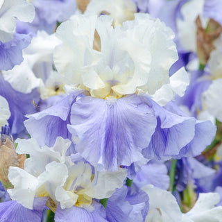 Blue Heaven Iris Collection