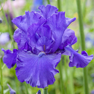 Blue Heaven Iris Collection