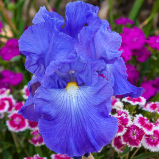 Blue Heaven Iris Collection