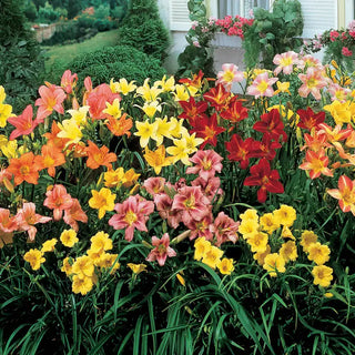 Breeders Choice Daylily Collection