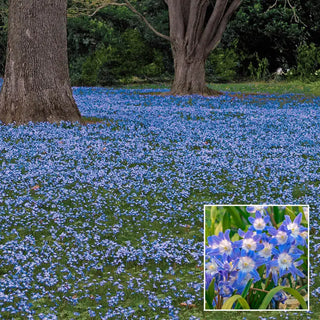 Chionodoxa — Glory of the Snow