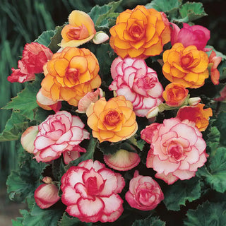 Picotee Begonia Mix