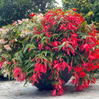 Boliviensis (Hanging) Begonia Mix