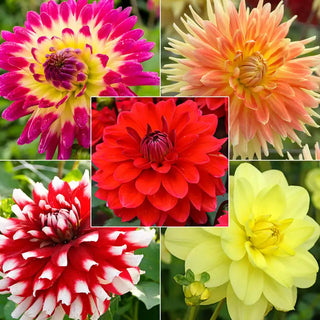 Metamorphic Dahlia Blend