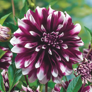 Contraste Dinnerplate Dahlia