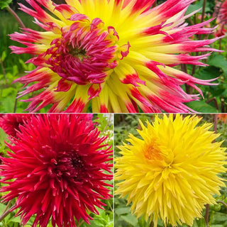 Fimbriata Dahlia Collection