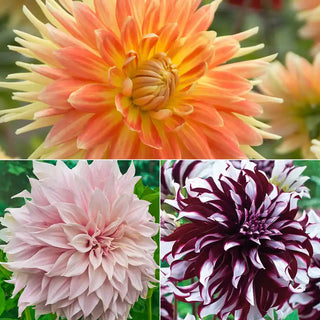 Giant Dinnerplate Dahlia Collection