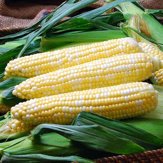 Solstice Sweet Corn Seed