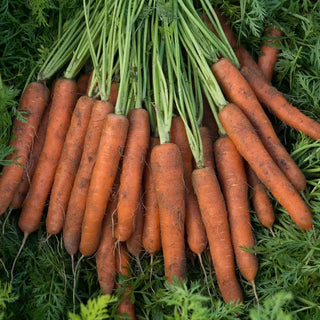 Adana Hybrid Carrot Seed