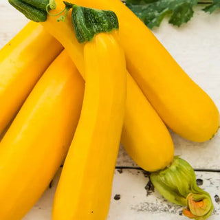 Easy Pick Gold II Hybrid Summer Squash