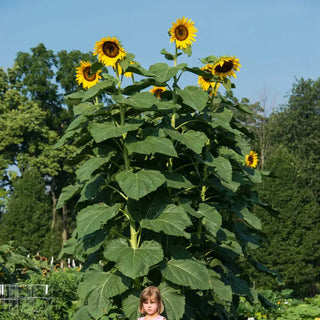 American Giant Sunflower