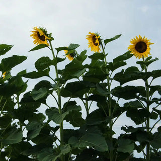 American Giant Sunflower