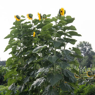 American Giant Sunflower