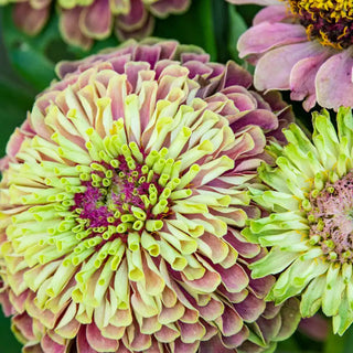 Queeny Lime with Blotch Zinnia