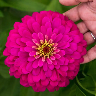 Uproar Rose Zinnia