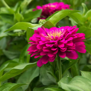 Uproar Rose Zinnia