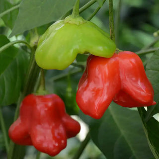 Mad Hatter Hybrid Hot Pepper