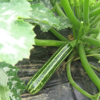 Safari Hybrid Summer Squash