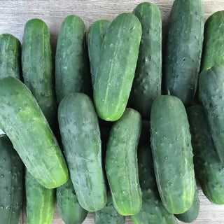 Super Max Hybrid Pickling Cucumber Seed