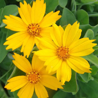 Sunshine Superman Coreopsis