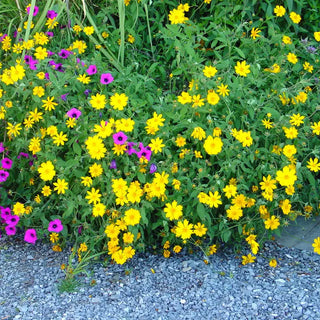 Sunshine Superman Coreopsis