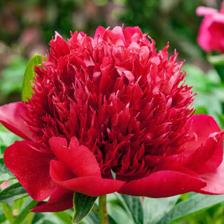 Red Charm Peony