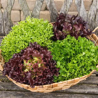 Eazyleaf® Lettuce Mix