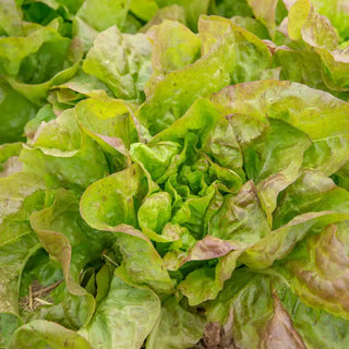 Blush Butter Cos Lettuce