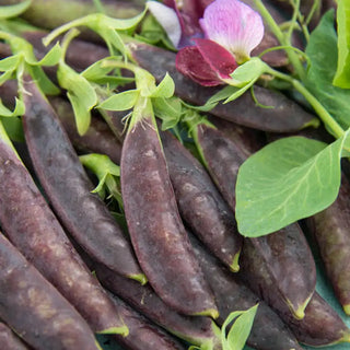 Sugar Magnolia Snap Pea