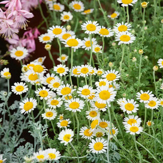 German Chamomile Seed