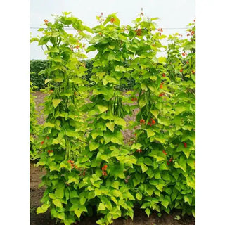 Golden Sunshine Runner Bean Seed