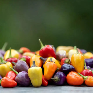 Chinese Five-Color Hot Pepper