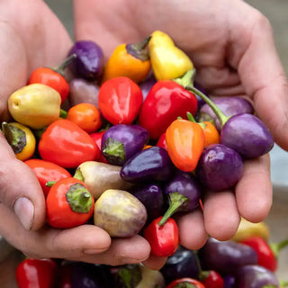 Chinese Five-Color Hot Pepper