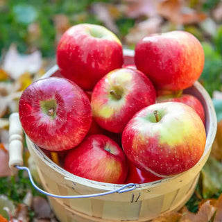 Triumph Apple Tree