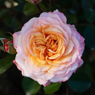 Morning Glow™ Floribunda Rose