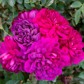 Sultry Night™ Shrub Rose