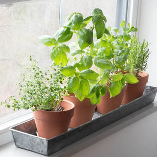 Windowsill Plant Trays