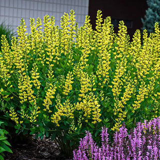 American Goldfinch Baptisia