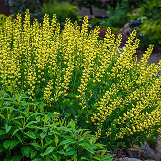 American Goldfinch Baptisia