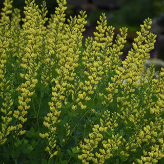 American Goldfinch Baptisia