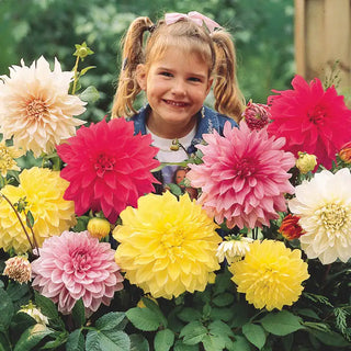 Dinnerplate Dahlia Mix