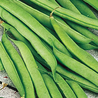 Kentucky Blue Pole Bean Seed